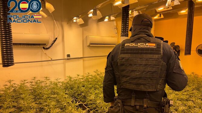 Un policía nacional interviene en una de las plantaciones de marihuana desmantelada en Sanlúcar.