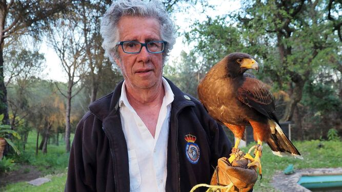 Manuel Diego Pareja-Obregón con 'Juanita', un águila de Harris, la especie cetrera que trajo a España por primera vez de EEUU en 1988