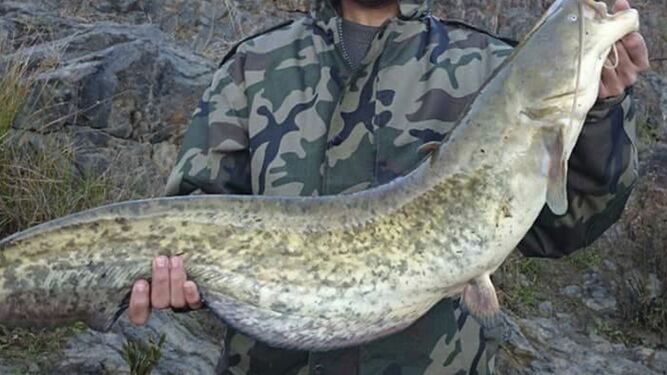 El siluro, un pez invasor que puede medir hasta dos metros.