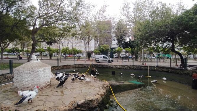 El desaparecido estanque de los patos en el parque Almirante Laulhé de San Fernando, durante unas labores de limpieza del foso.