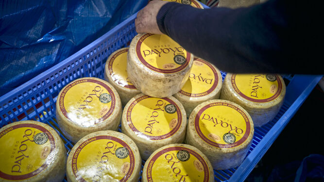 Selección de queso payoyo durante la Feria del Queso en Villaluenga